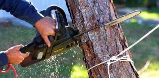 Tree and Shrub Care in Blythewood, SC