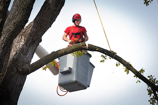 Best Fruit Tree Pruning  in Blythewood, SC